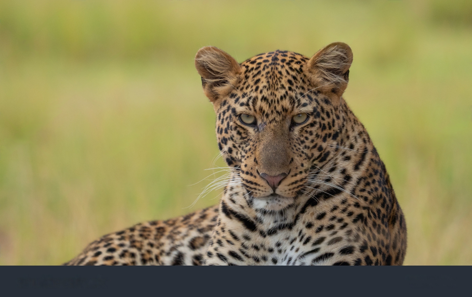 Akagera Safari