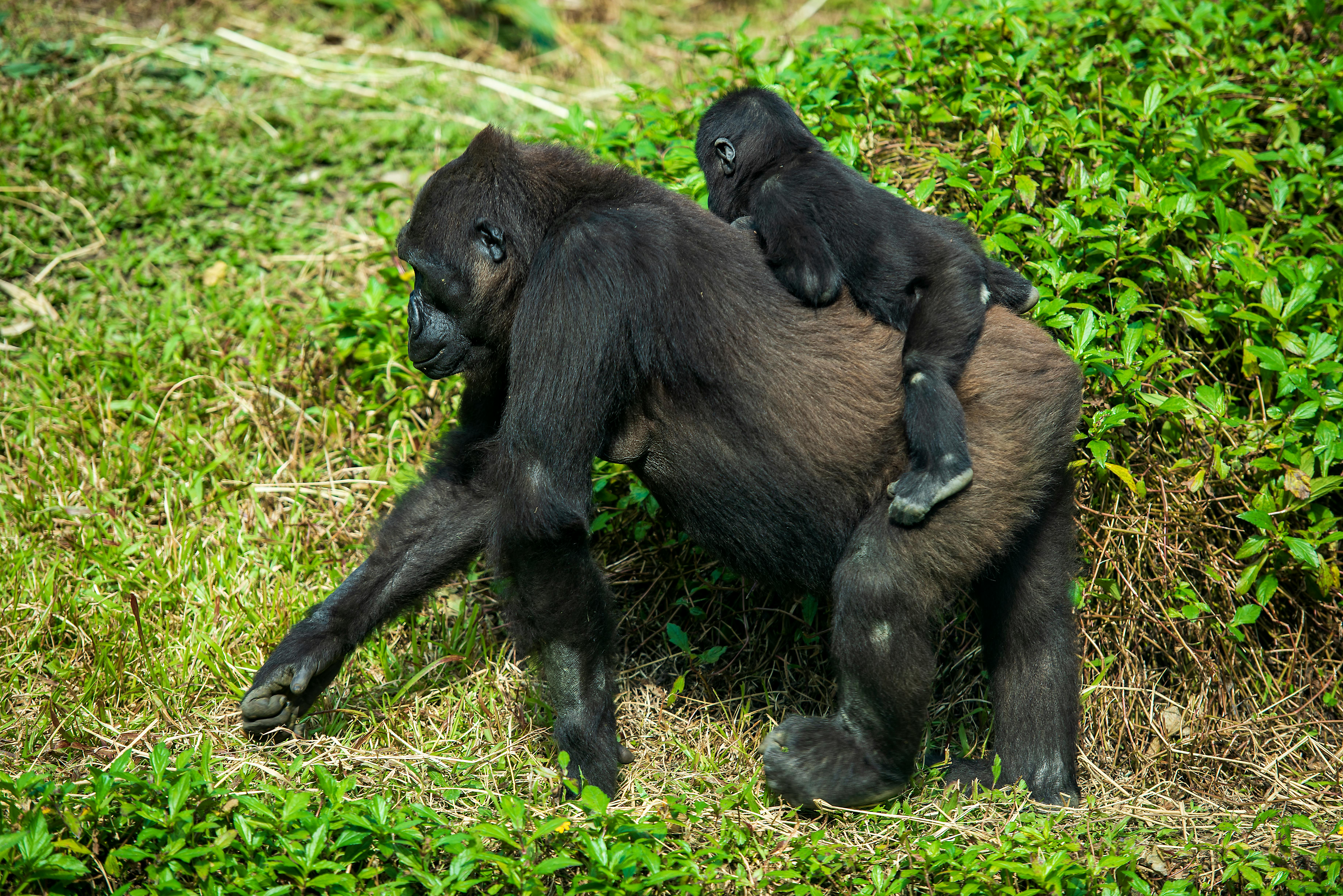 Gorilla Family