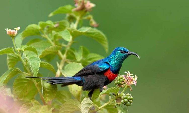 Rwanda Wildlife